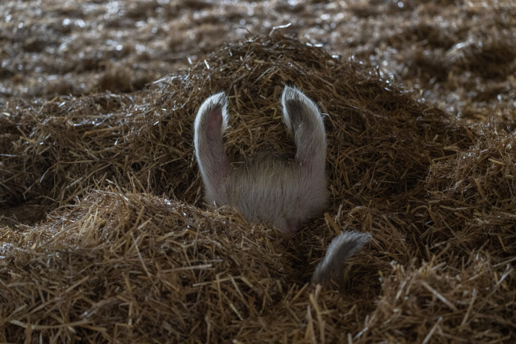 A pig has made a nest and bedded down for an afternoon nap at Farm Sanctuary. Only the ears of the pig are visible. The rest of their body is underneath the straw.