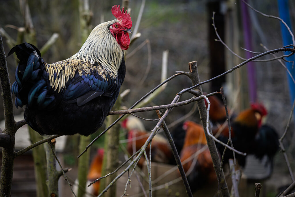 Louis rooster perches on branches at Forrest and Friends Animal Sanctuary.