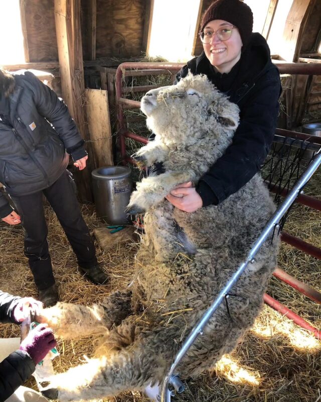 A sheep hammock/deck chair is propped against a gate so it sits at an angle. In it, a sheep sits nearly upright and is held by a caregiver who has their arms wrapped around the sheep under his front legs. Another caregiver trims his back feet.