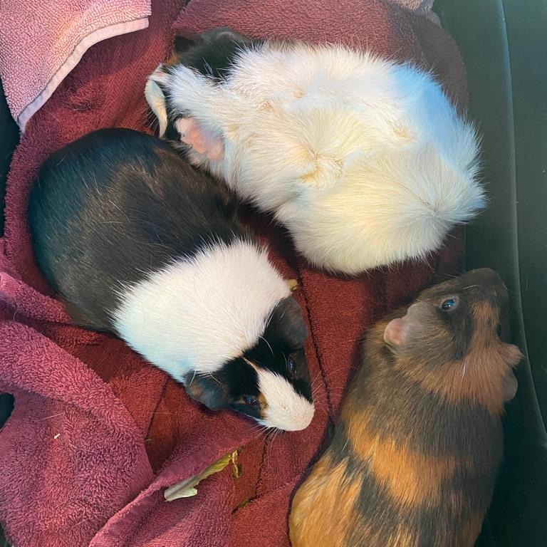 An image of three guinea pigs cuddling in a circle on a red towel. The top guinea pig is white with ruffled fur. The next guinea pig is black and white with smooth fur. The guinea pig to the right is orange and brown with smooth fur. 
