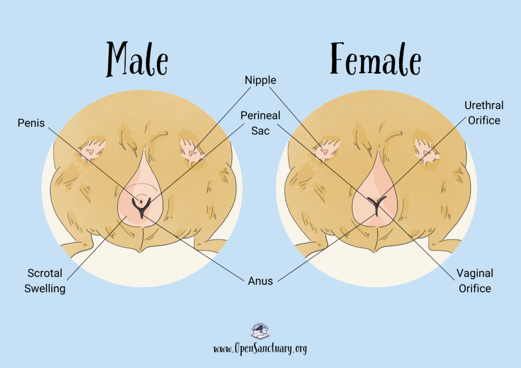 This is a diagram with a light blue background. 

On the left is a circular image showing the lower underside of a male guinea pig. The guinea pig's fur is tan. Pointing to two patches above his genital area are two arrows labeled "Nipples." Pointing to the swollen area around his genitals is a label reading "scrotal swelling." Pointing to the area above the scrotal swelling is a label reading "Anus." Above the anus is an arrow pointing to an area labeled "Perineal Sac." Above that, an arrow points to a dot that is labeled "Penis." This area resembles the lower case letter "i," or a vertical line with a dot above it. 

To the right of this diagram is another circular diagram of female cavy genitalia. Pointing to two patches above her genital area are two arrows labeled "Nipples." Her genitalia resembles an upper case letter "Y," or a vertical line with two lines shooting diagonally from the top of that vertical line. The intersection of the two diagonal lines is labeled the "Urethral Orifice." The intersection of the three lines is labelled the "Vaginal Orifice." The base of the vertical line is labelled the "Anus." And near the vaginal orifice is labelled the "Perineal Sac."