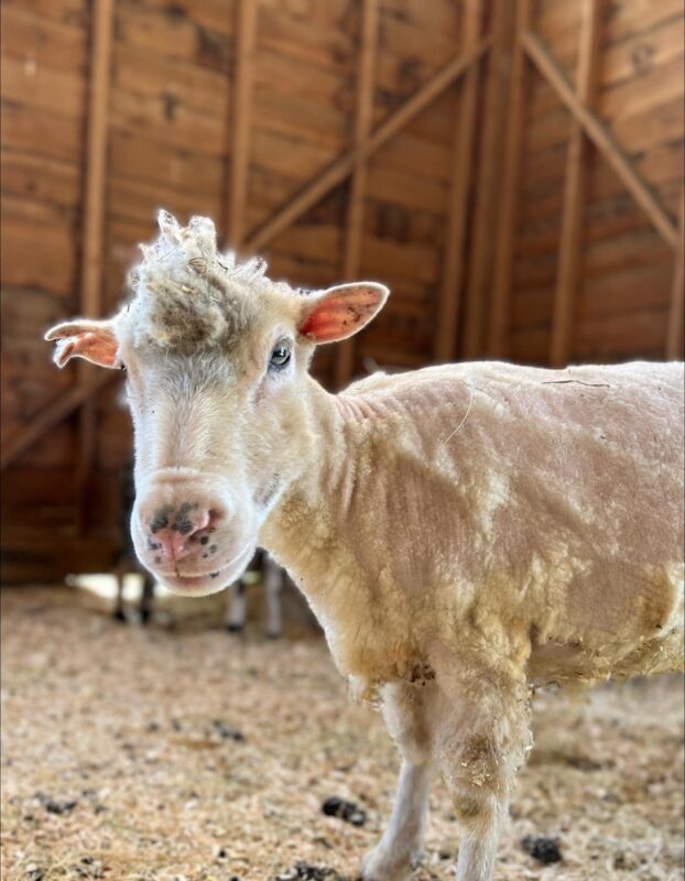 A freshly shorn sheep with a poof of wool on top of her head.