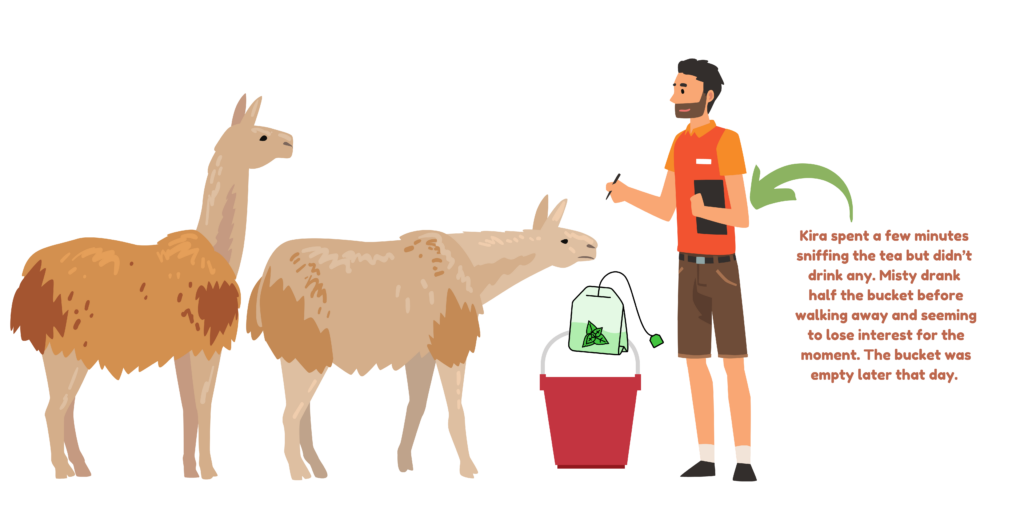 Two brown and tan llamas attentivelylook at a person holding a clipboard and pen as they check out a red bucket of peppermint tea.
