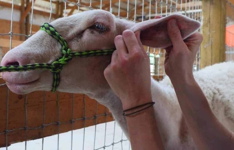 A sheep with a green and black halter on