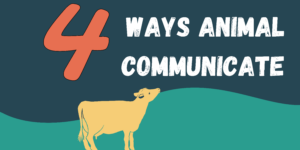 A deep blue banner with a teal wave of color on the bottom reads "4 Ways Animals Communicate". There is a smiling yellow cow looking up at the words.