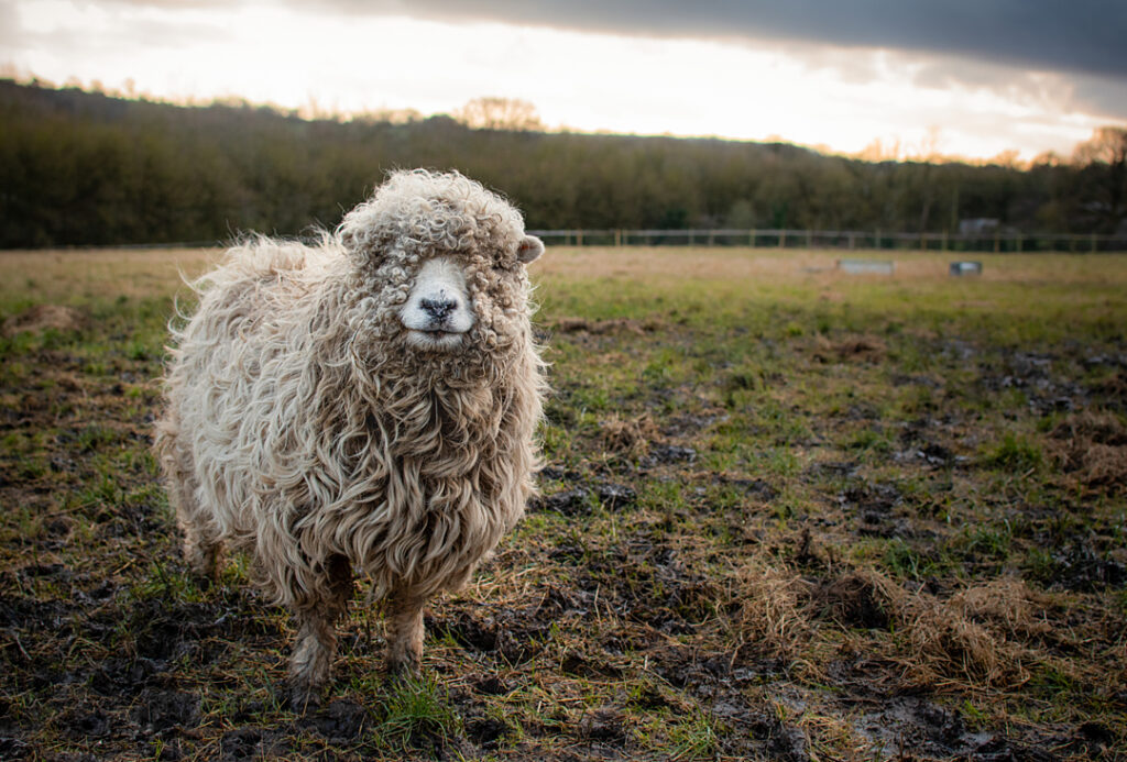 A sheep stands in a wide open pasture.