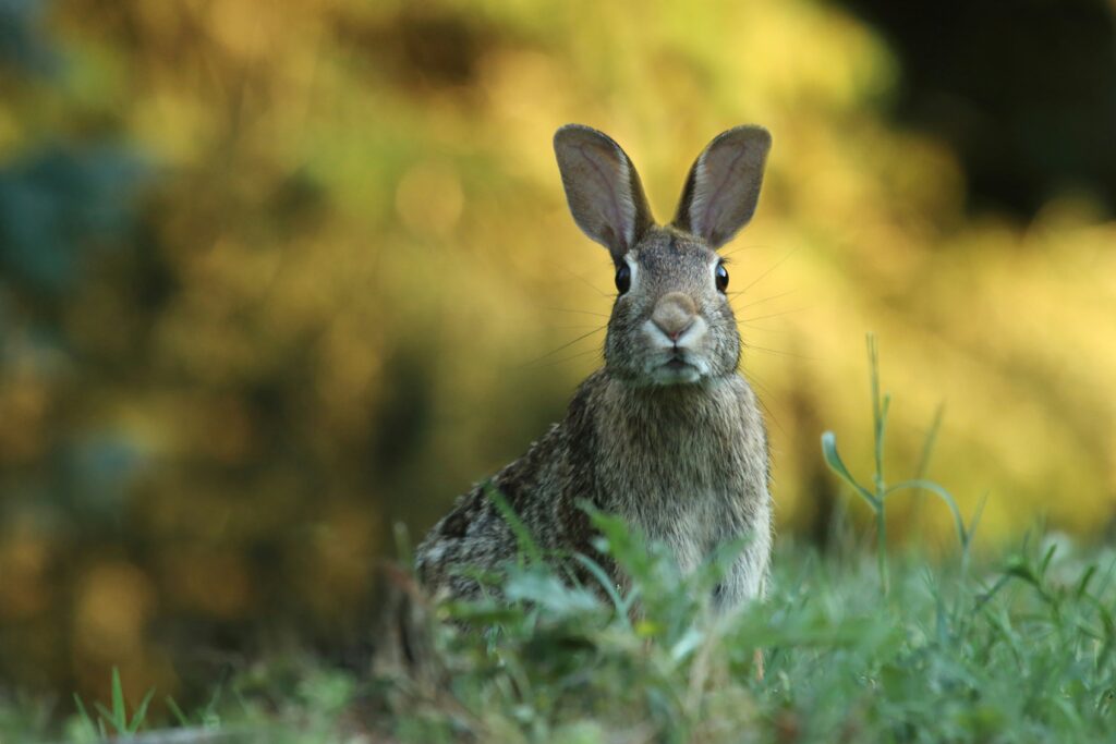 An image of a brown wild rabbit in grass, looking into the camera