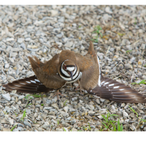 A brown, white, and black plover (bird), holds their wings out to the side, imitating a bird with broken wings to lure predators away from their nest.