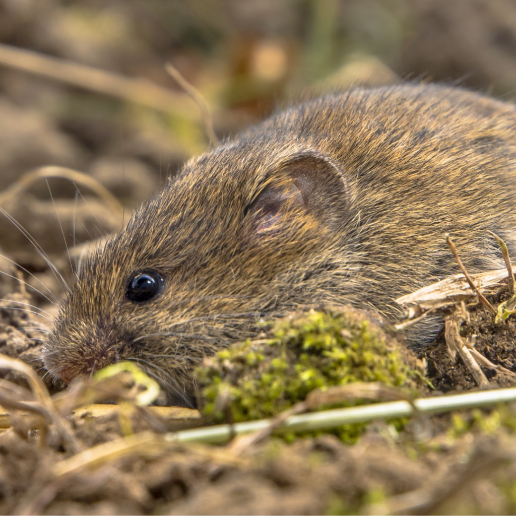 A small brown mouse hunkers down on the ground. They are still, attempting to avoid notice.