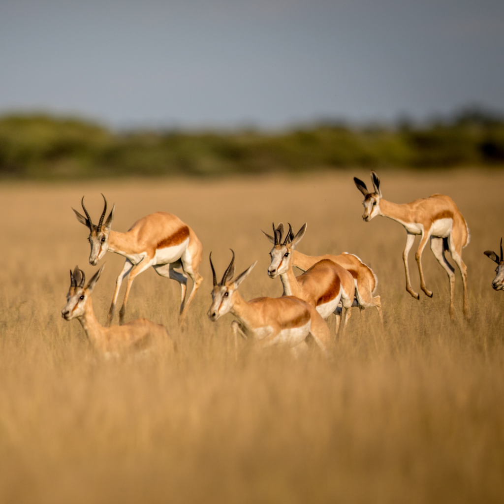 Tan and white gazelles with black horns, jump straight up into the air.