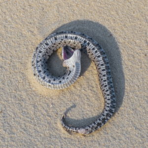 A small hognose snake lies belly up, their mouth wide open. They are playing dead.