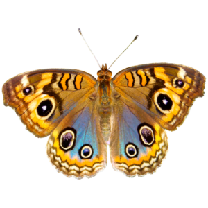 A beautiful golden brown butterfly has opened their wings, revealing large spots that look like a predators eyes. 