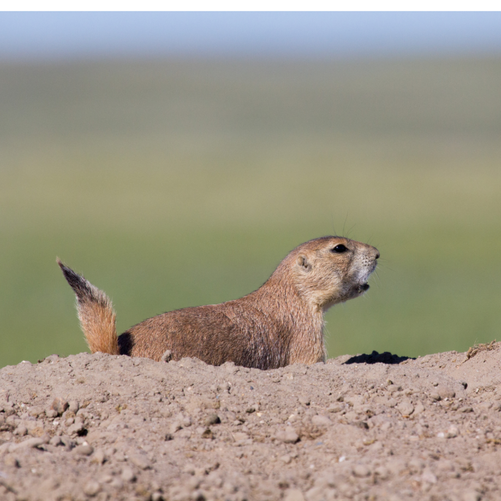 A prairie dog stands over a burrow. Their tail is stiff and they are crying out an alarm to the other prairie dogs that a predator is near.