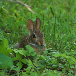 A wild rabbit, covered in brown and grey fur, eats clover while surveying their surroundings.