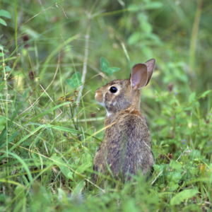 A wild rabbit, covered in brown and grey fur, pauses in eating in order to look around. They have detected a possible threat in their vicinity.