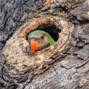 A green parrot with a bright orange beak peaks out of a hollow in a tree they have chosen for their nest.