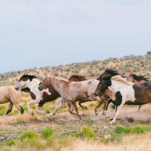 A herd of appaloosa and paint horses run across the plains.