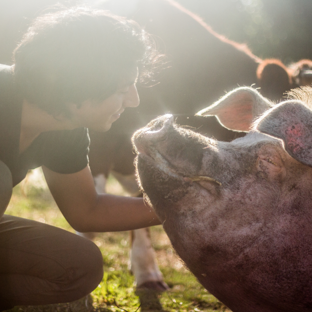 A human with medium-length dark brown hair is kneeling down toward the grass to stroke the side of a pig's head. The human is smiling and the pig is looking up at them, almost as if their noses were about to touch.