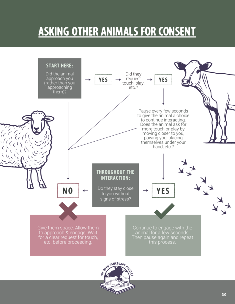 A graphic titled "Asking Other Animals for Consent". There is a flowchart below the title that guides folks through a consent-based interaction with other animals.