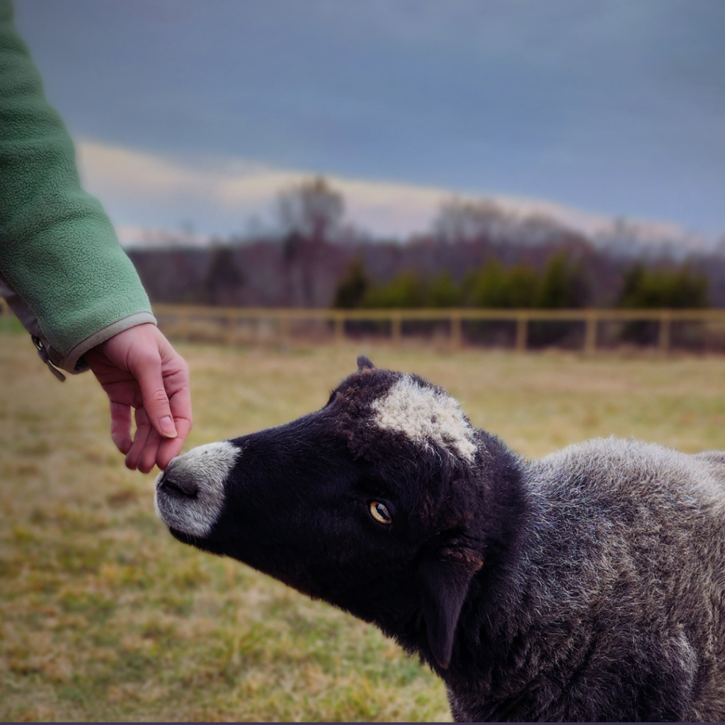 A black sheep reaches their nose out to touch the tip of a human's hand. The sheep and the humane are in a pasture with a fence in the background. The sky is blue.