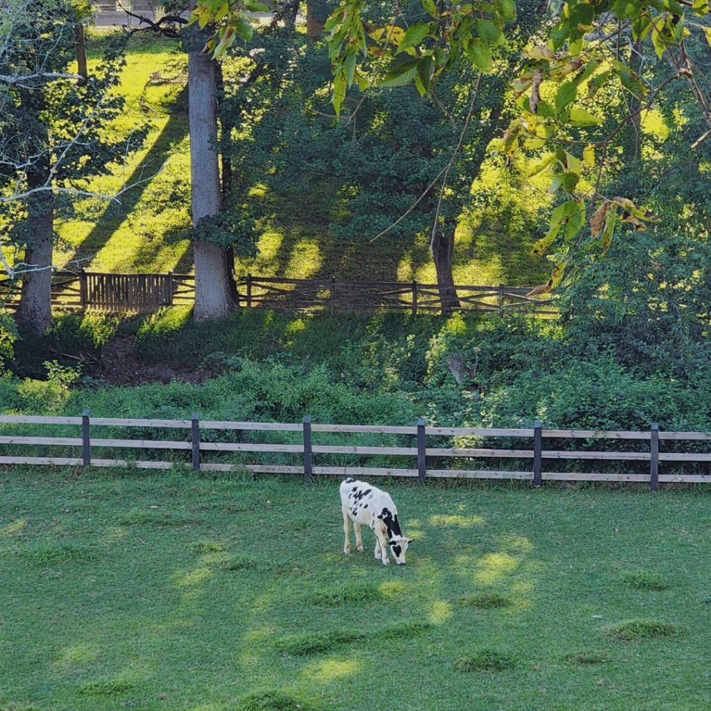 A black and white cow grazes on a green pasture. There is a fence and large trees in the background.