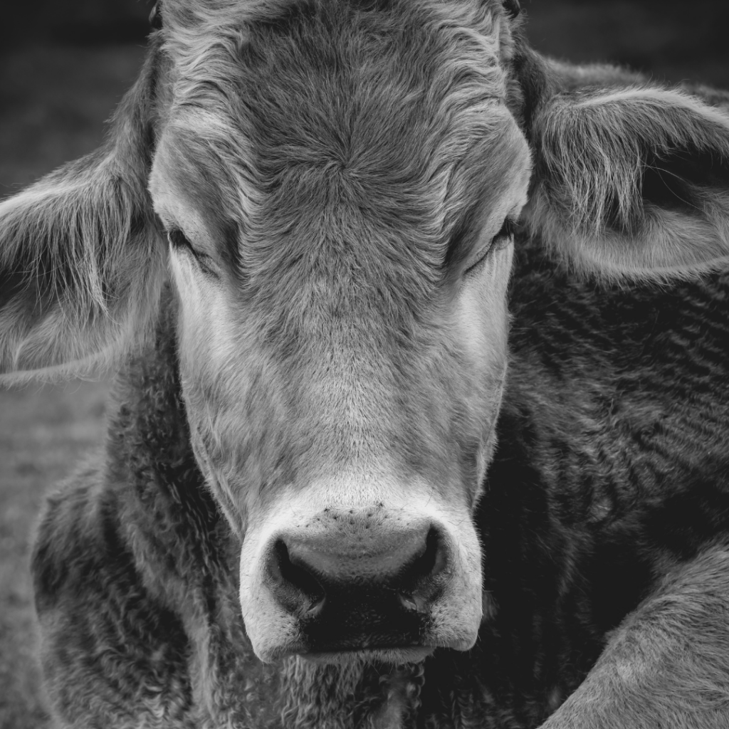 A close-up black and white photograph of a cow's face. The cow's ears are relaxed and their eyes are slightly closed.