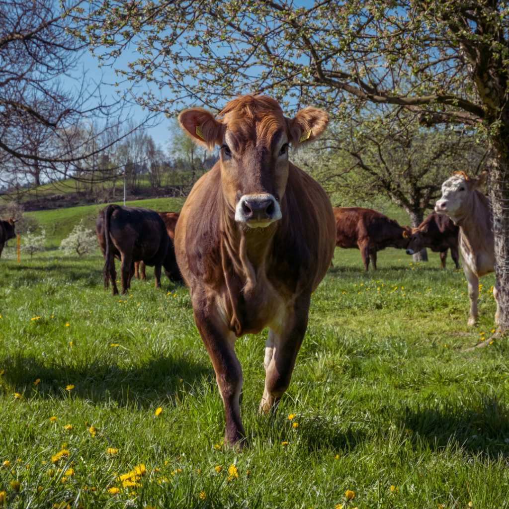 A brown cow approaches the camera with their ears facing forward. They are in a green pasture with other cows in the background.
