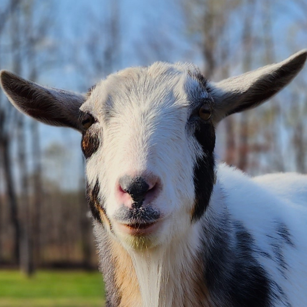 A close-up photo of a black and white goat who is looking directly at the camera.