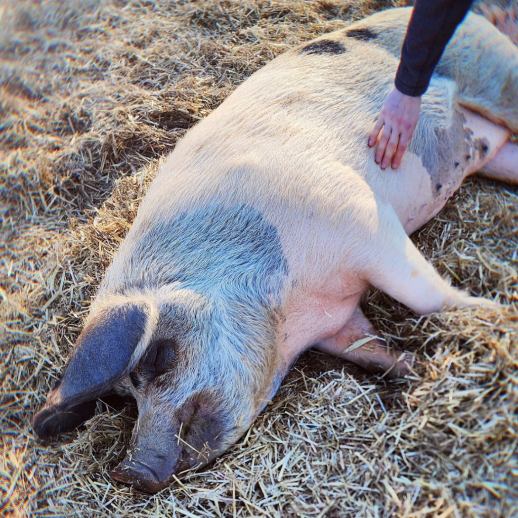 A photo of a white and black pig who is lying on their side on top of straw with their eyes closed. There is a human's hand that is reaching out and touching the belly of the pig from the right side.