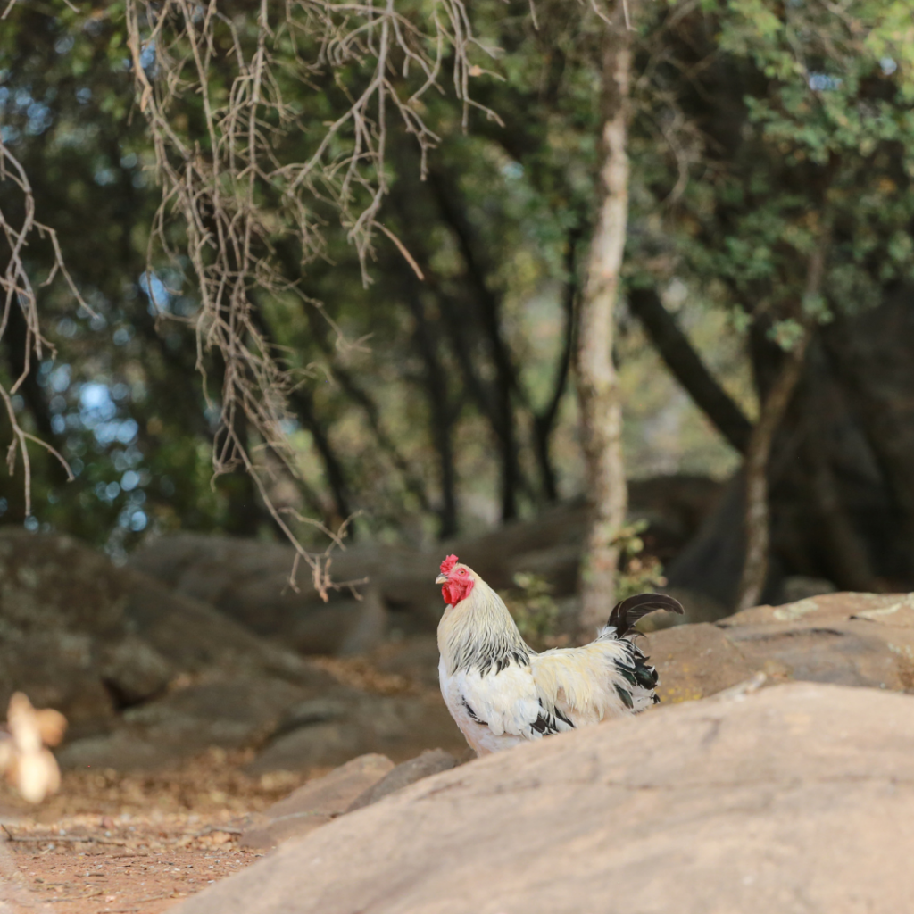 A photo of a white and black chicken who is standing behind a large rock and cocking their head towards the camera. There are trees in the background.