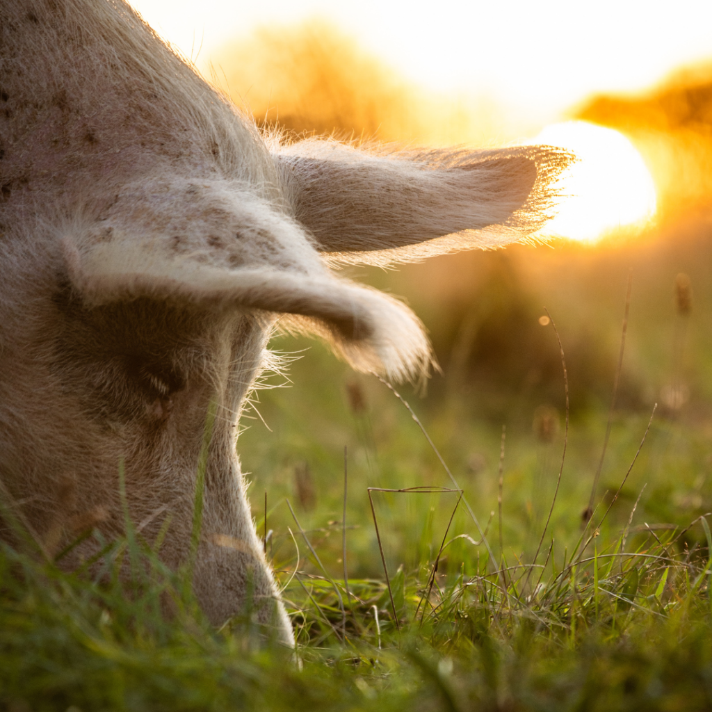 A close-up photo of a white pig's head. The pig is rooting in the grass. The sun is setting in the background.