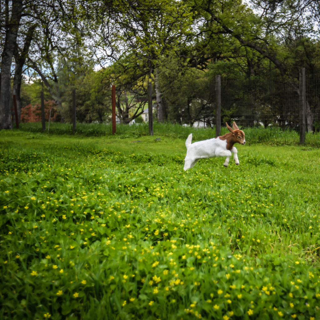 A photo of a white and brown goat jumping through a pasture. There is a fence and a range of trees in the background.