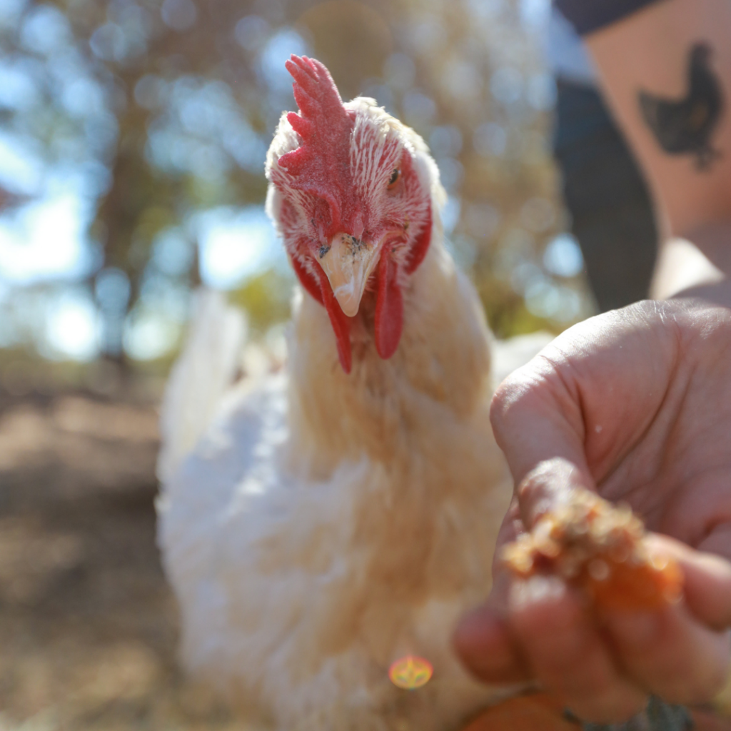 A close-up photograph of a Cornish Cross chicken inspecting a piece of food in front of them that is being offered by a human's hand.