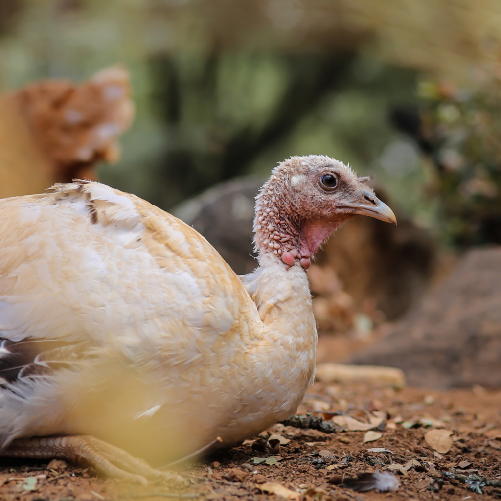 A photo of a white turkey who is sitting on the ground. They are facing towards the right of the photo, but looking towards the camera slightly.