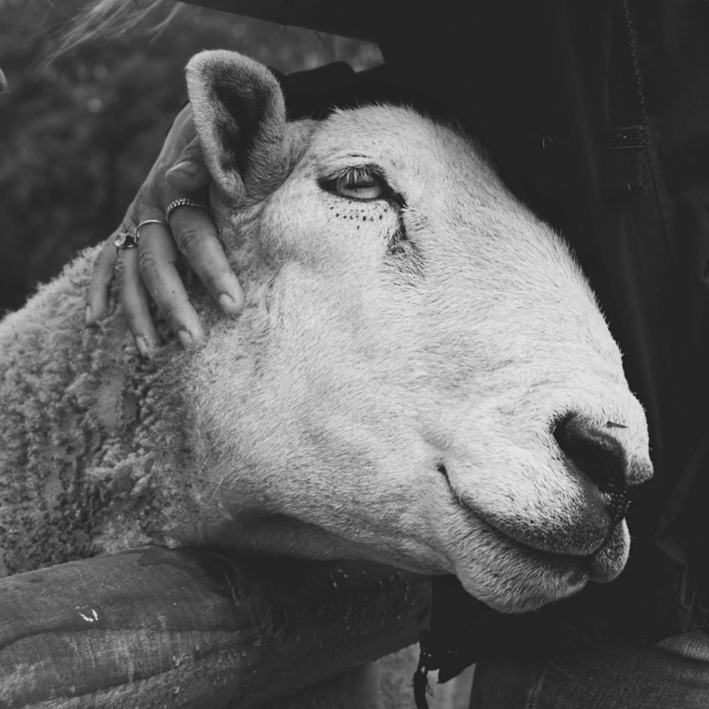 A close-up black and white photo of a sheep who is leaning their head into the body of a human. The sheep is reaching over a fence and the human's hand is resting on top of the sheep's head.