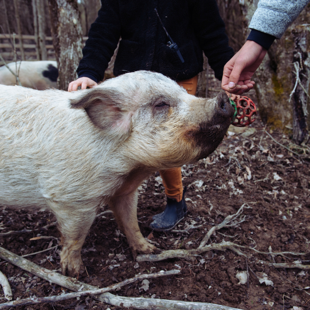 A photo of a white pig who is sniffing the hand of a human. They are standing on dirt. There is another human behind the pig who is touching the top of the pig's back.