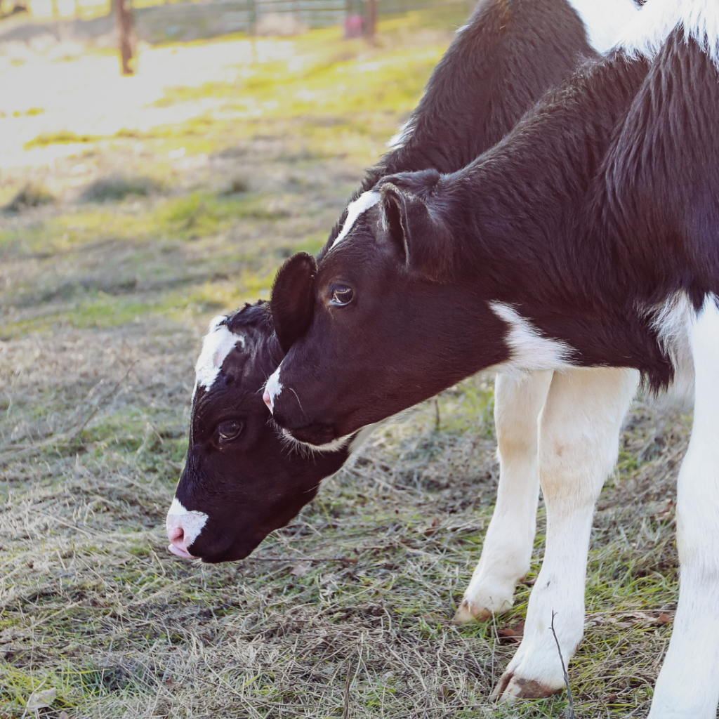 A photo of two black and white calves leaning against one another. They are bowing their heads toward the grass, but looking slightly towards the camera.