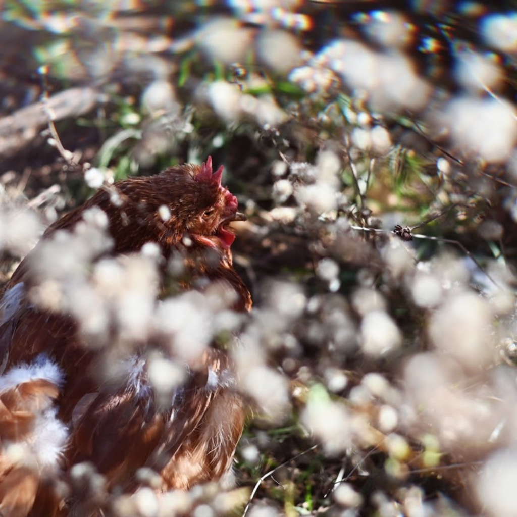 A photo of a red hen tucked quietly underneath some white flowers.