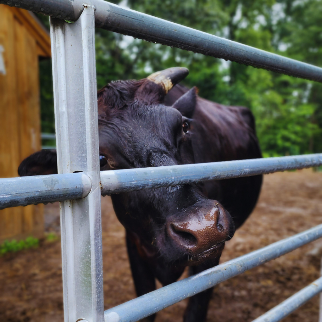 A photo of a black cow with horns who is standing behind a fence. They are peering through the fence bars towards the camera.