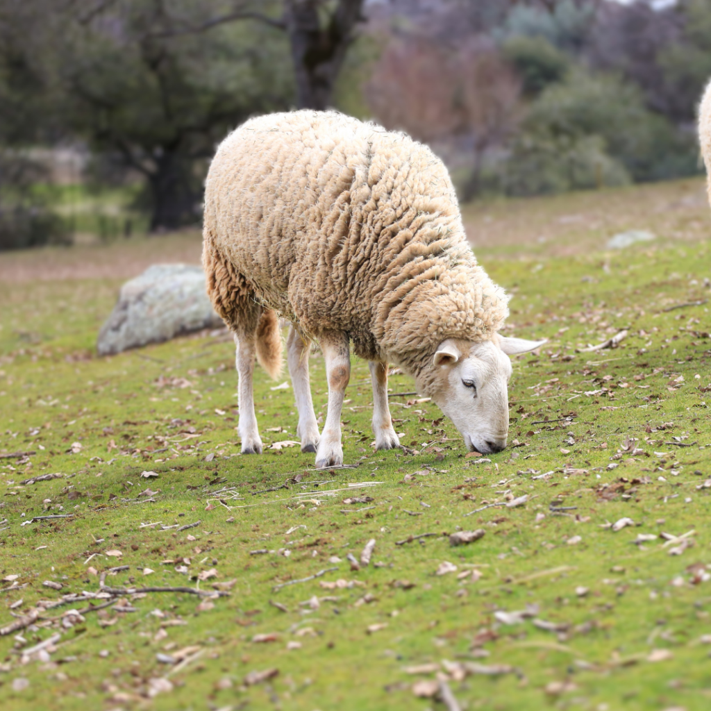 A photo of a white sheep grazing on green grass.