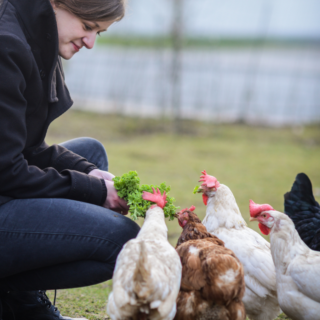 A photo of a person in a black coat and blue jeans squatting on the ground and feeding a group of white and orange chickens some lettuce.