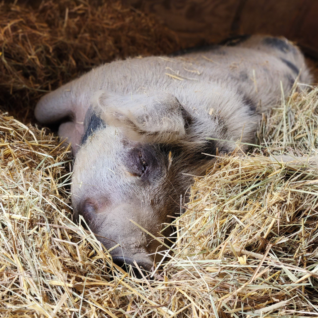 A photo of a white pig with black spots who is napping in a bed of straw.