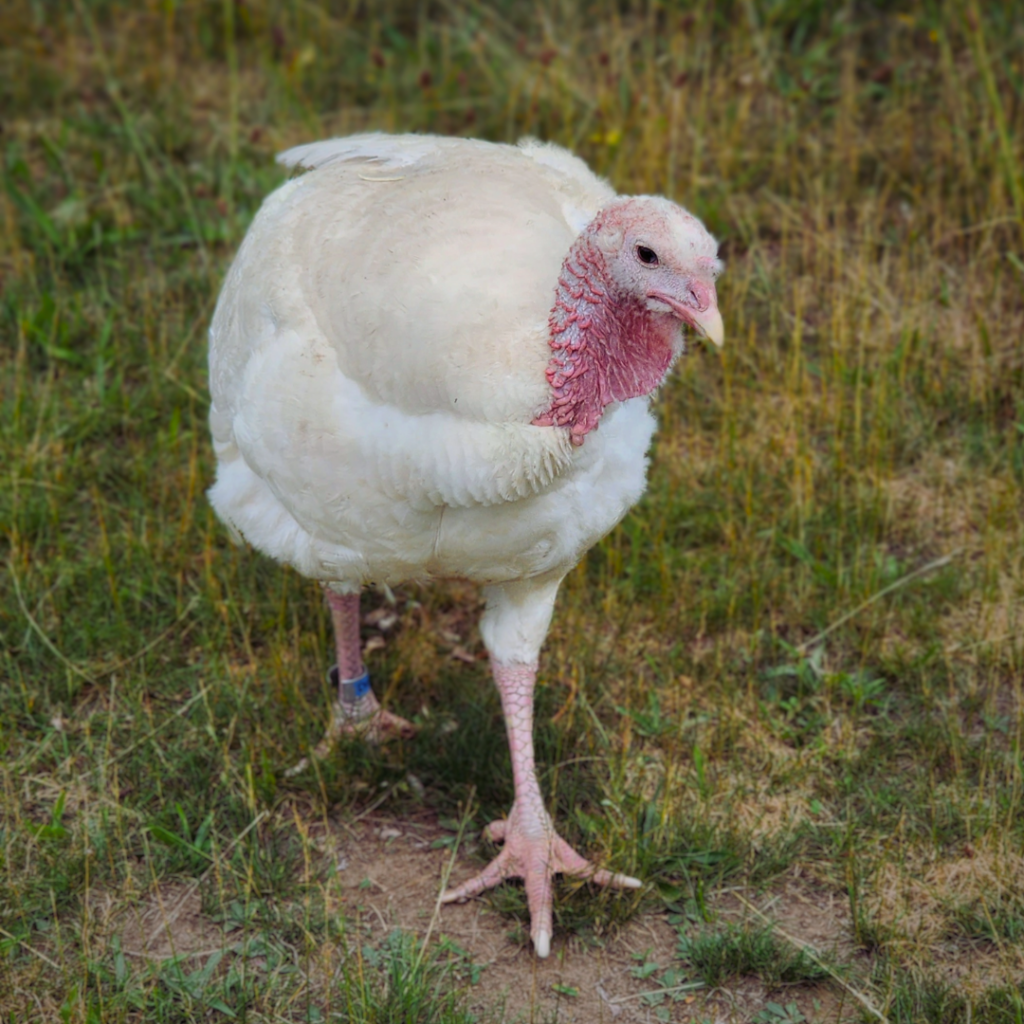 A photo of a white turkey who is walking on grass in the direction of the camera. 