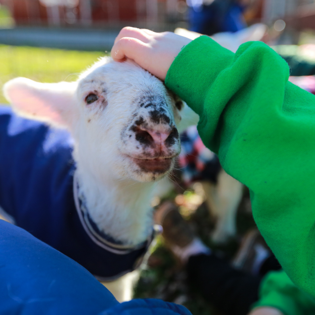 Photo of a white lamb wearing a blue coat. A person with a green long sleeve shirt is caressing the top of the lamb's head.