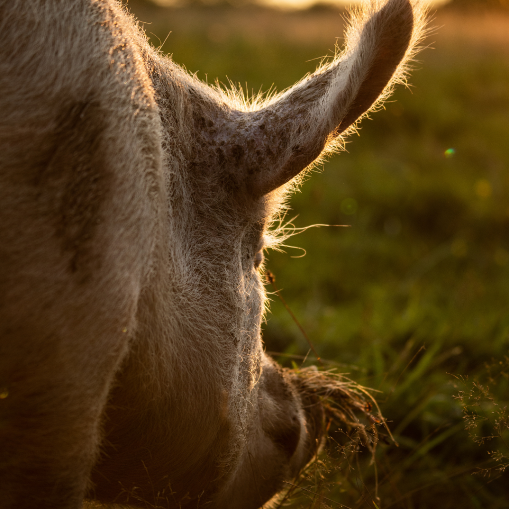 A close-up photo of a white pig who has soil and grass on the tip of their snout. The photo was taken behind the pig looking over their shoulder.