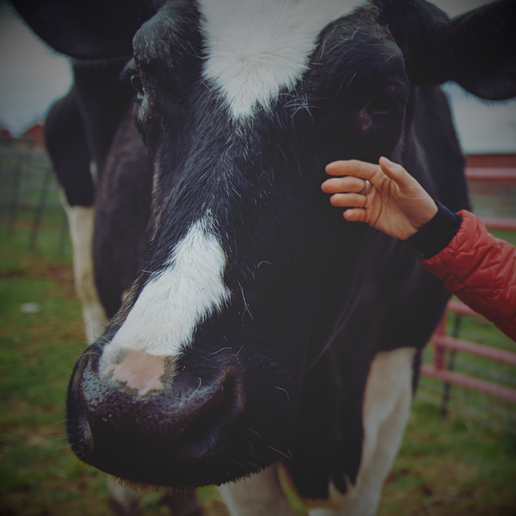 A close-up photo of a black and white cow's face. There is a human arm that is stroking the side of the cow's face.