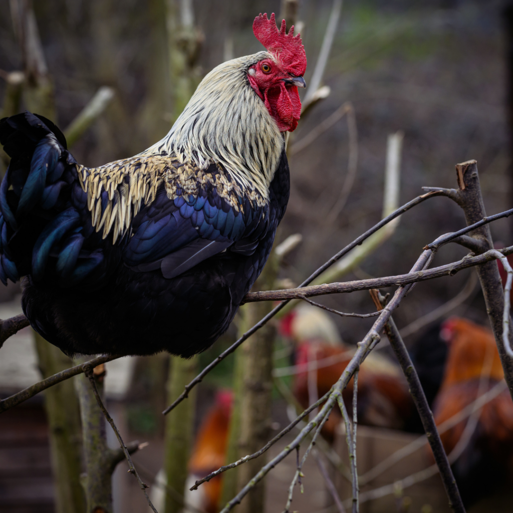 A photo of a white and blue rooster who is perching on a tree branch and looking toward the camera.