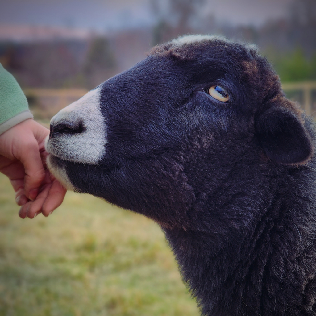 A close-up photo of a black sheep whose head is slightly tilted up. There is a human hand on the left side of the photo slightly touching the side of the sheep's face.