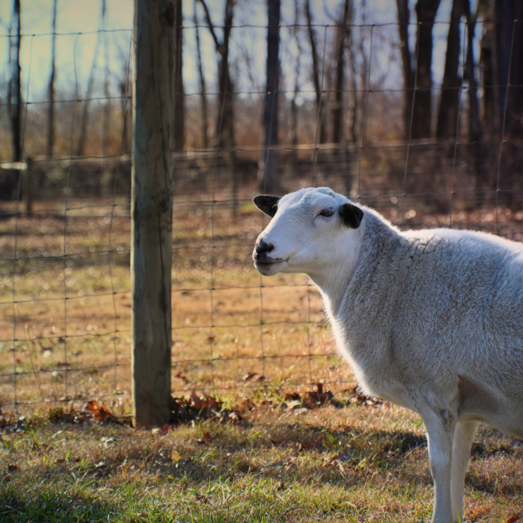 A photo of a white sheep who is standing in a pasture in front of a fence. The sheep is turning their head slightly toward the camera.