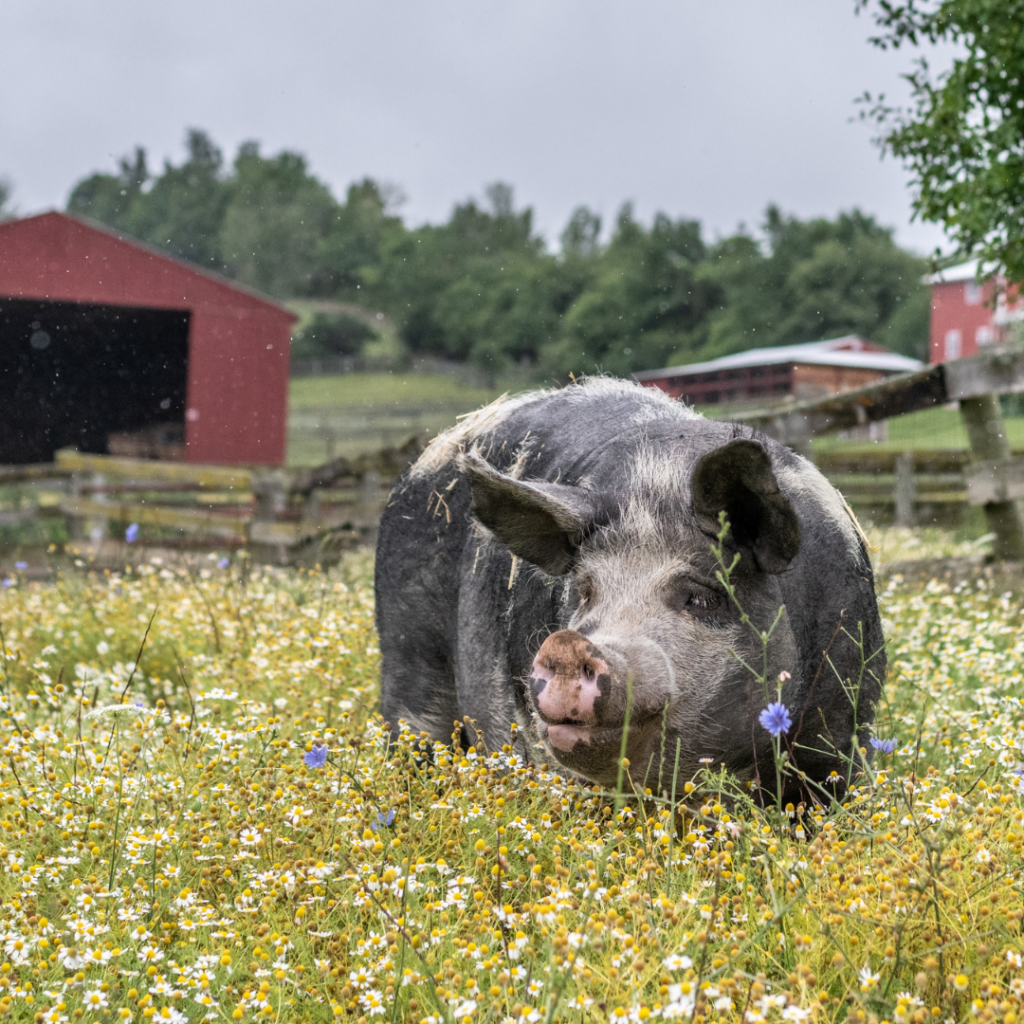 A photo of a black pig who is standing amidst a field of wildflowers. There is a red barn and fence in the background.